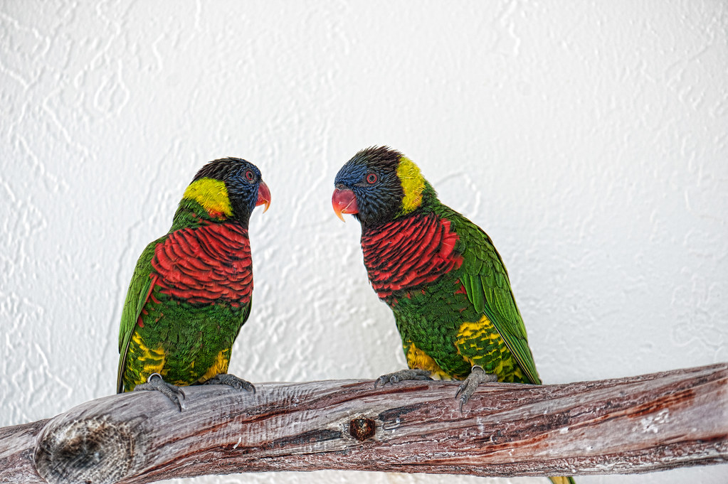 Lorikeets at Butterfly World © Fred M Rosenfeld 9992 Flickr
