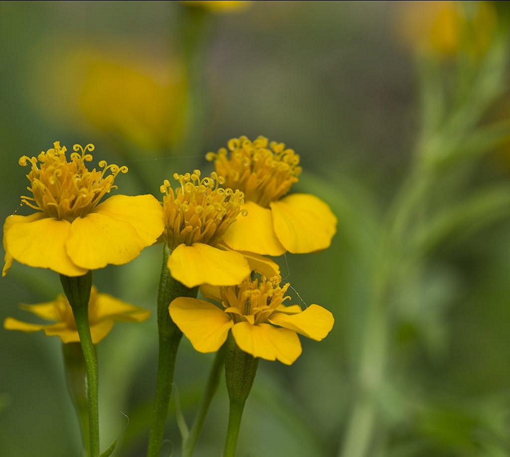 Spanish tarragon flowers photocheck2 Flickr