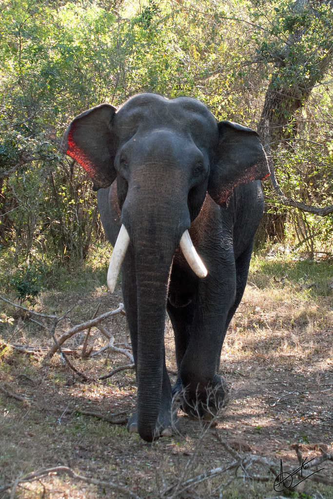 Sri Lankan Elephant (Elephas maximus maximus) "Short Tusks… Flickr