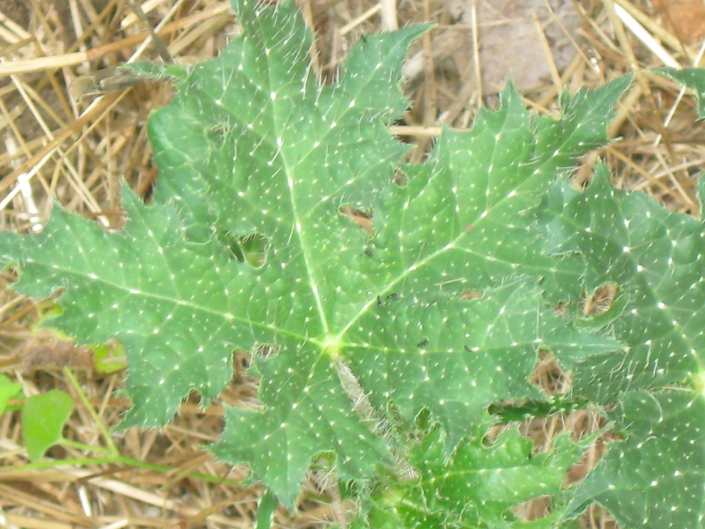 Bull Nettle (Cnidoscolus texanus) Euphorbiaceae Walnut Cre… Flickr