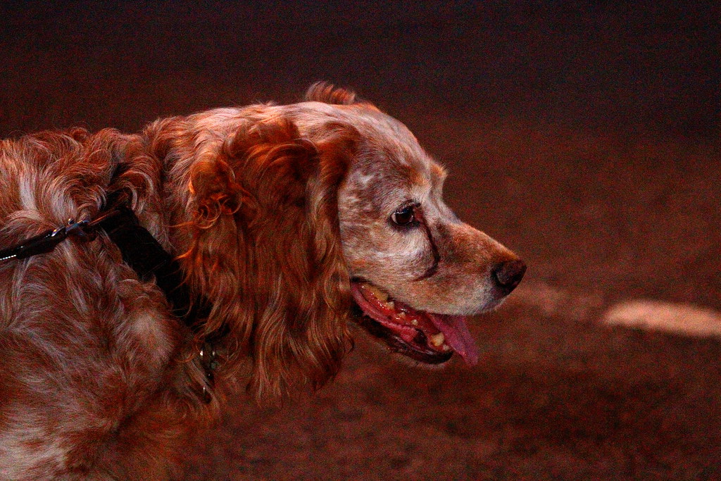 High ISO Dog Dobby with runny eye from running a… Flickr