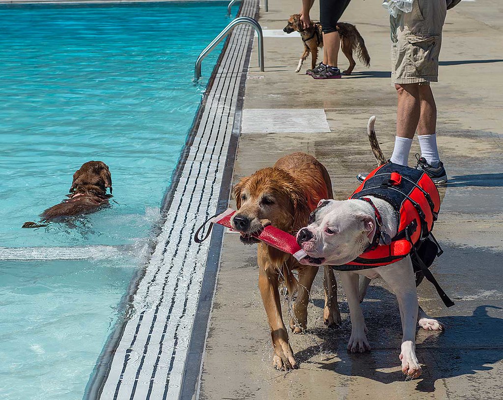 Doggie swim 2013 Flickr