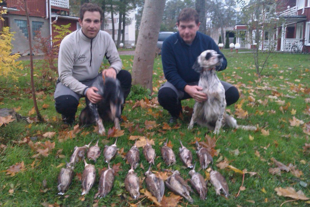 Woodcock Hunting in Estonia, Come to the paradise of Woodcock Hunting