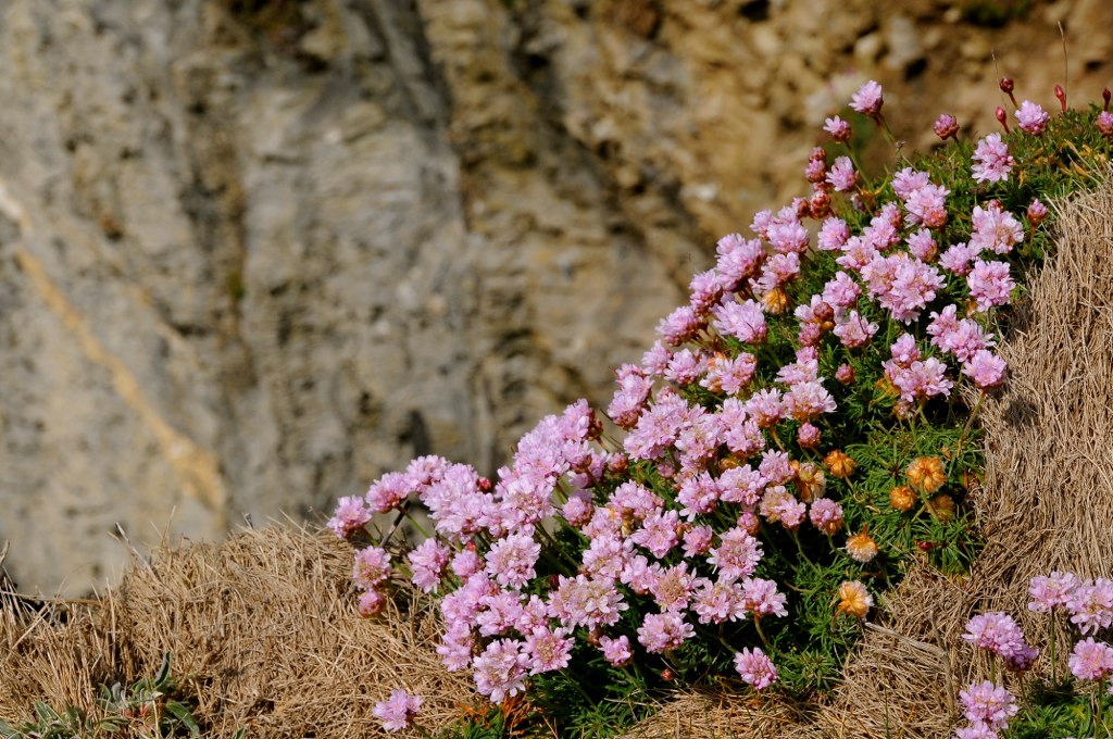 Cliff Flower k4t3r1n4 Flickr