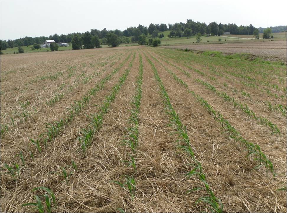 notill corn The picture shows a field of notill corn whi… Flickr
