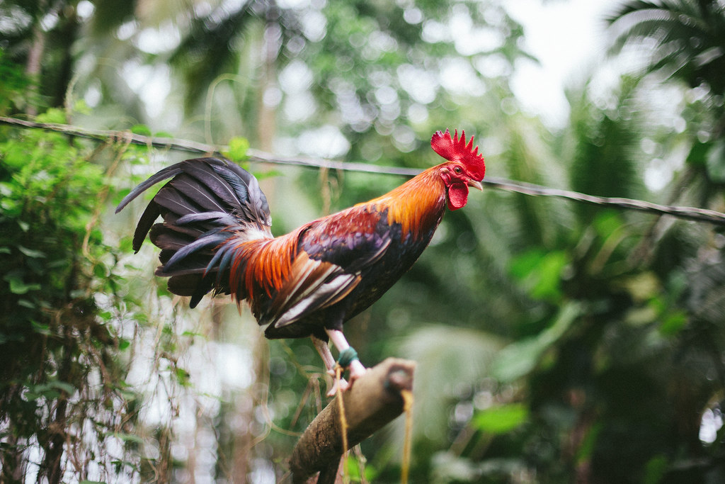 Rooster My uncle's rooster in the Philippines goodnightarizona Flickr