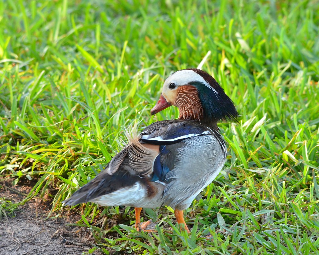 1OK_1411 Mandarin Ducks Lakeland Florida Lake Mirror, Augu… Flickr