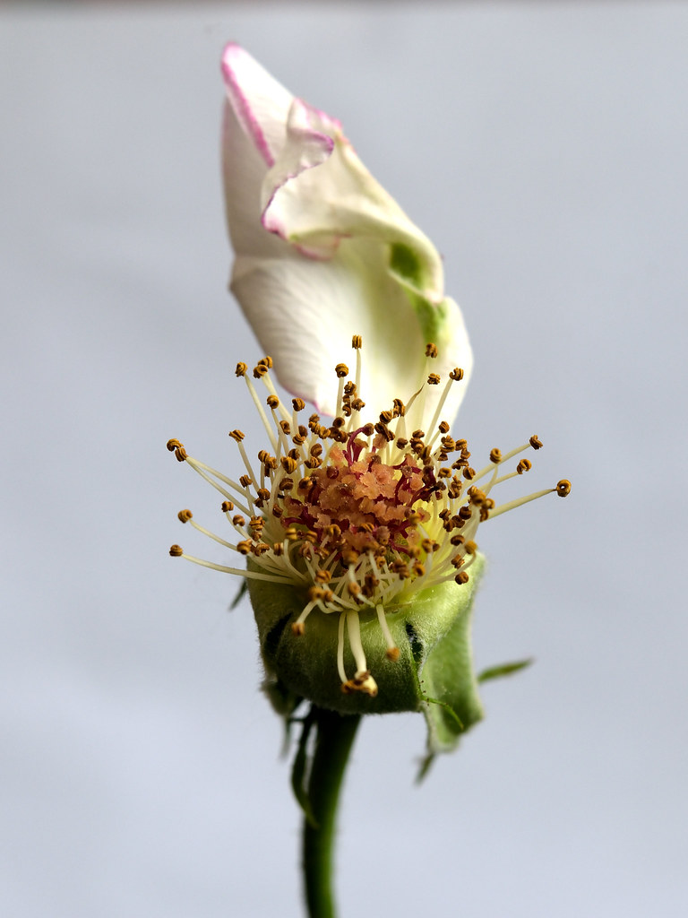 Blossomed out Rose After losing their petals, the rose del… Flickr