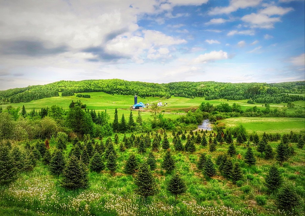 Christmas tree farms, Quebec I drove I don't know how many… Flickr