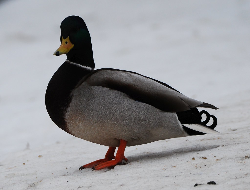 Anas platyrhynchos (Linnaeus, 1758) krzyżówka Michał Włodarczyk