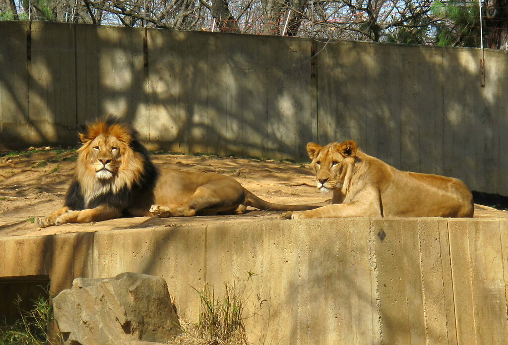 Lions, National Zoo IMG_5300 We visited the National Zoo, … Flickr
