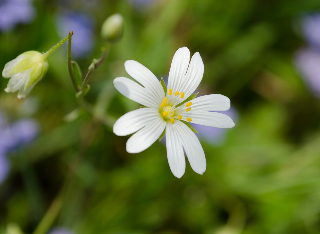 Little White Flower My knowledge of flowers is very poor b… Flickr