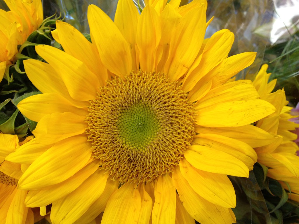 Flowers by Patty Vicknair Various Photos of Flowers taken … Flickr