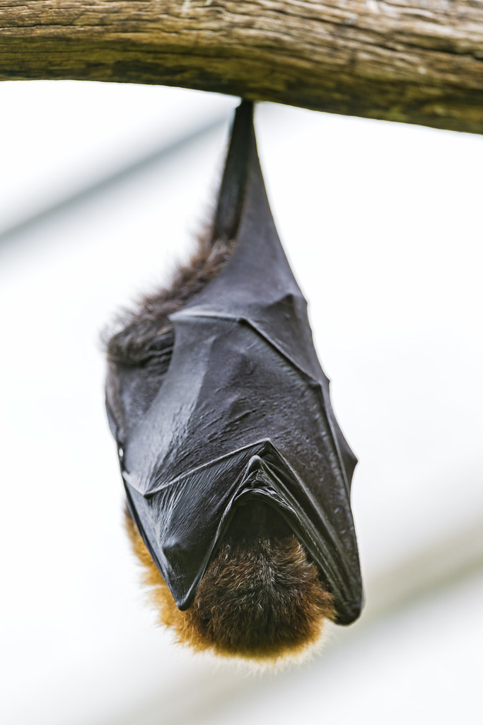 Hanging fruit bat A hanging fruit bat, taken in the tropic… Flickr