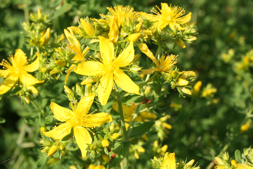 Perfoliate St John's Wort, Hypericum perforatum www.johnsh… Flickr