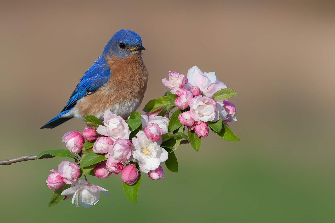 Bluebirds with Pink Flowers. and more. Flickr