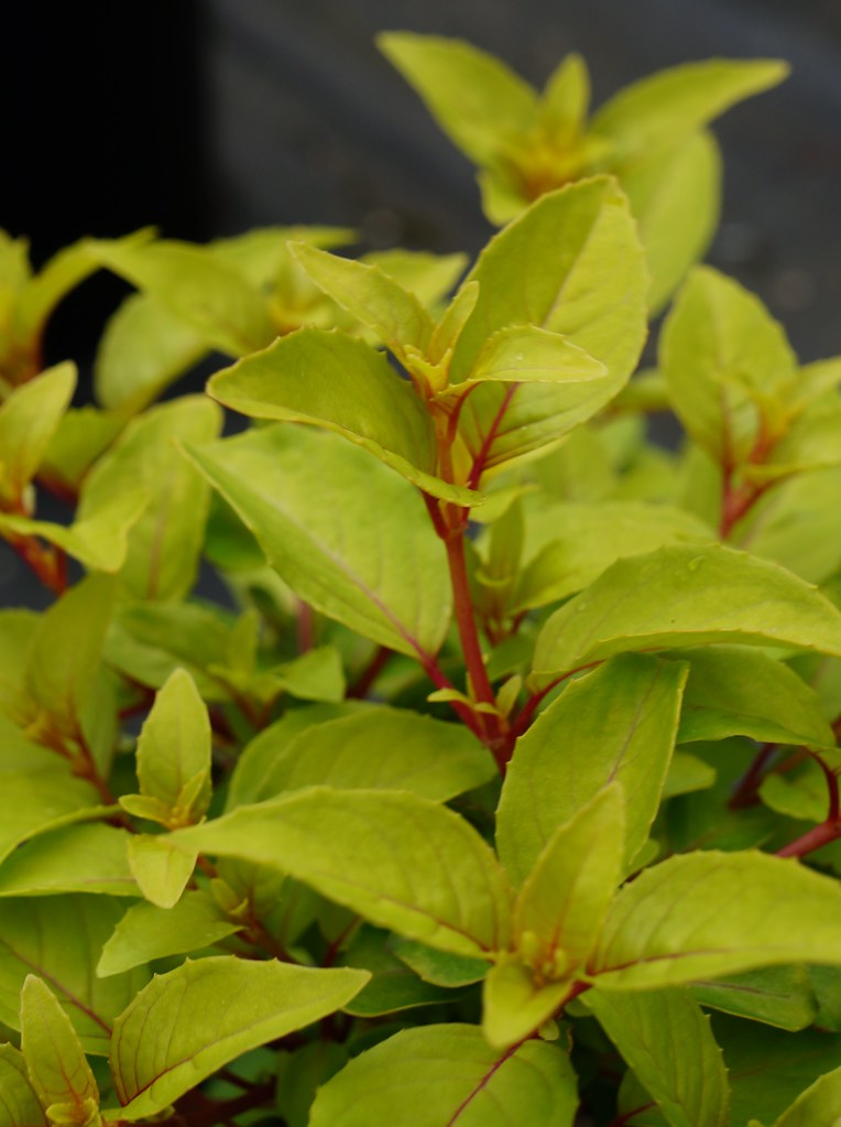 Fuchsia 'Golden Gate' (3) Karl Gercens Flickr