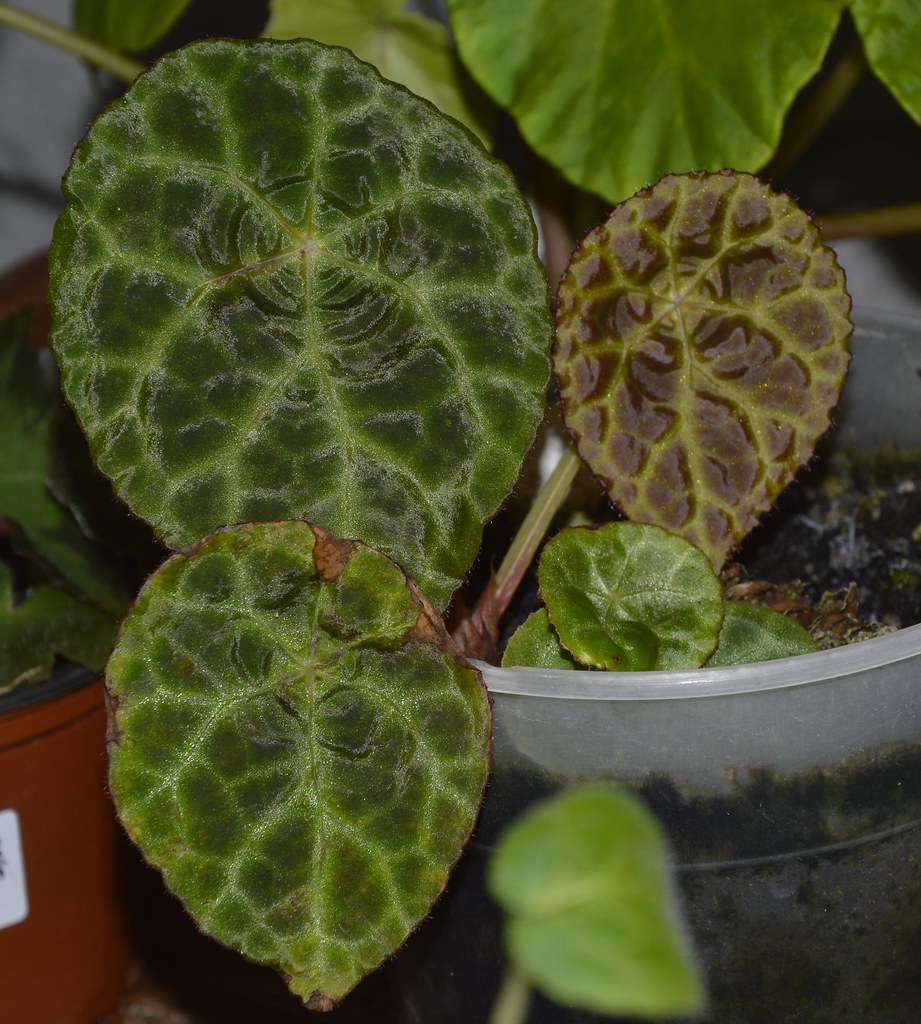 Begonia goegoensis raretropicals.eu Flickr