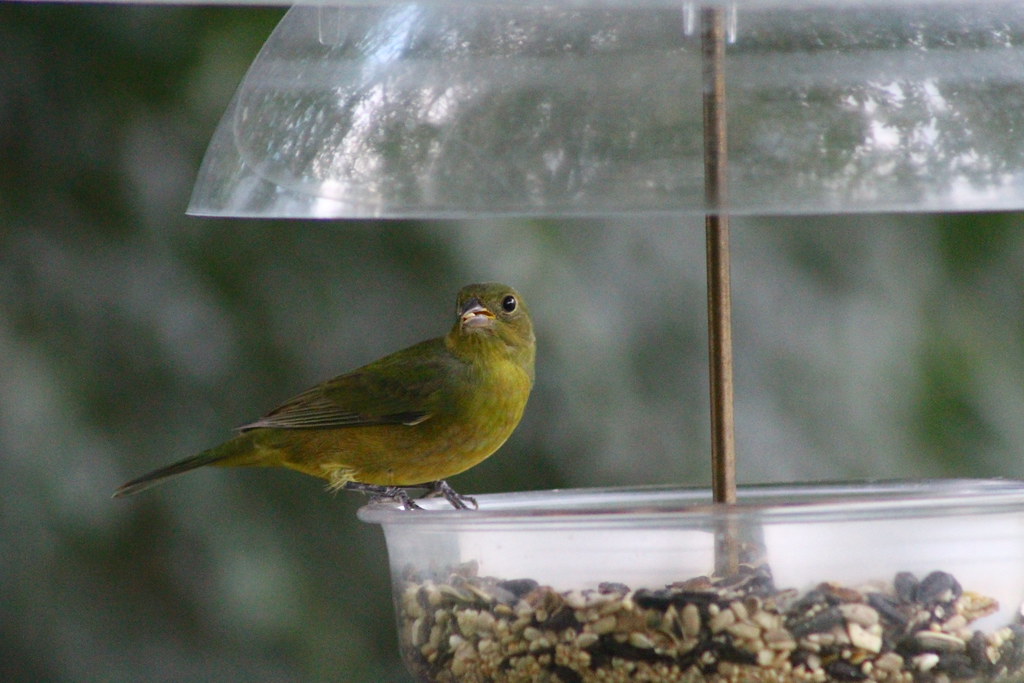 Painted Bunting Festive Coquette Flickr