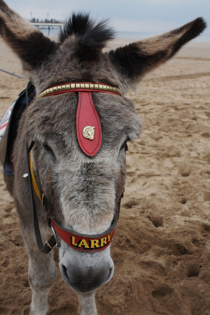 6/4/2012 Larry the donkey Word By Word Flickr