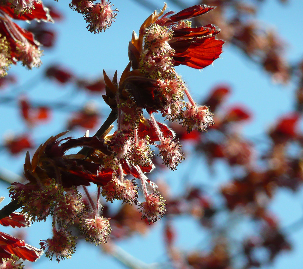 Copper Beech flowers Something I've not photographed befor… Flickr