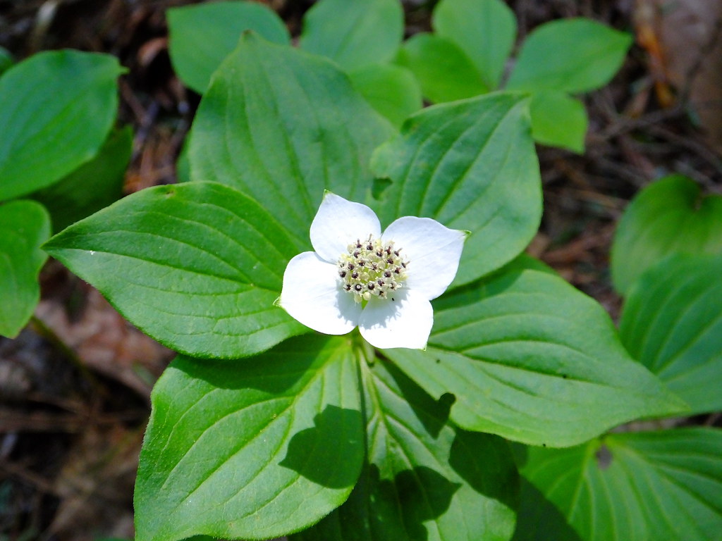 Creeping Dogwood The fruits are edible with a mild flavour… Flickr
