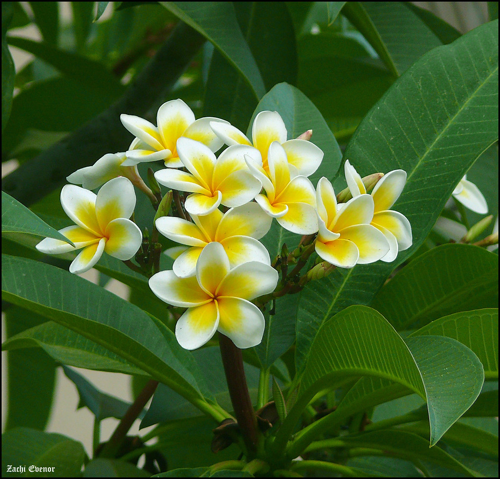 Plumeria פלומריה 0006 Plumeria rubra פלומריה ריחנית פיטנה … Flickr