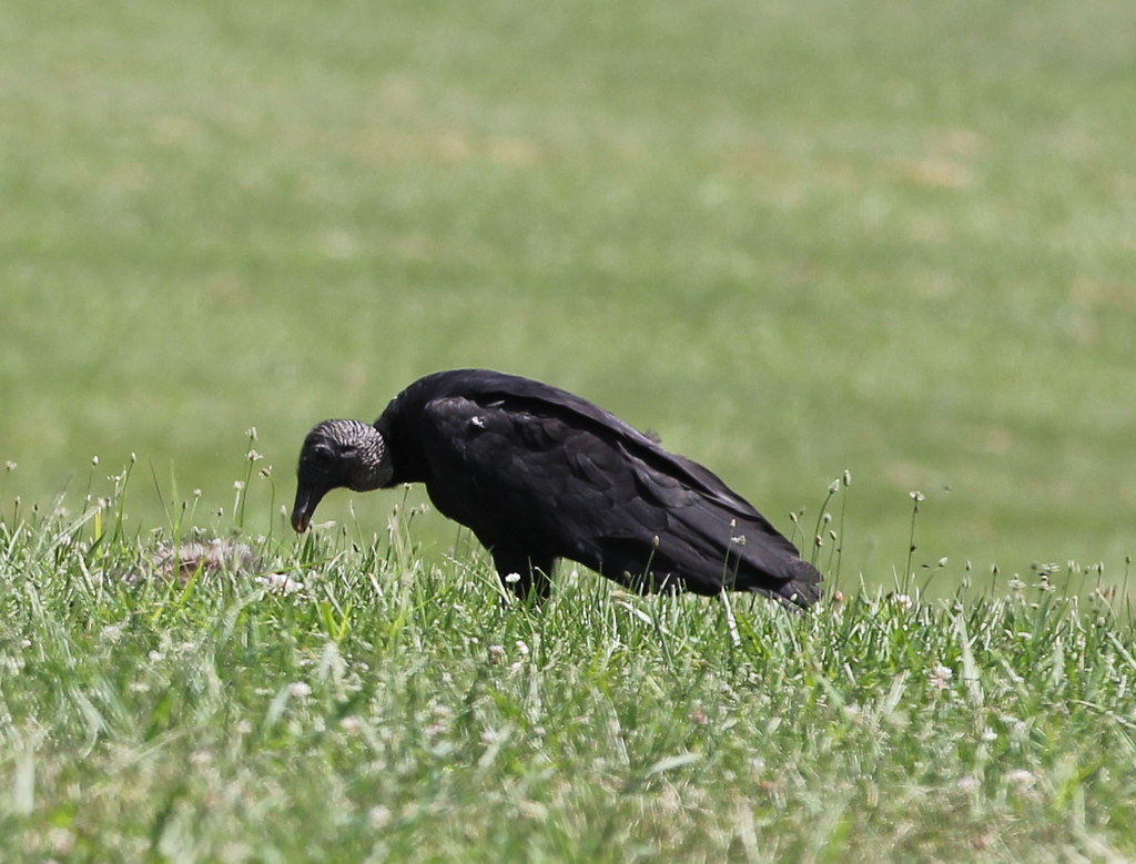 Young Turkey Vulture Paul Baudendistel Flickr