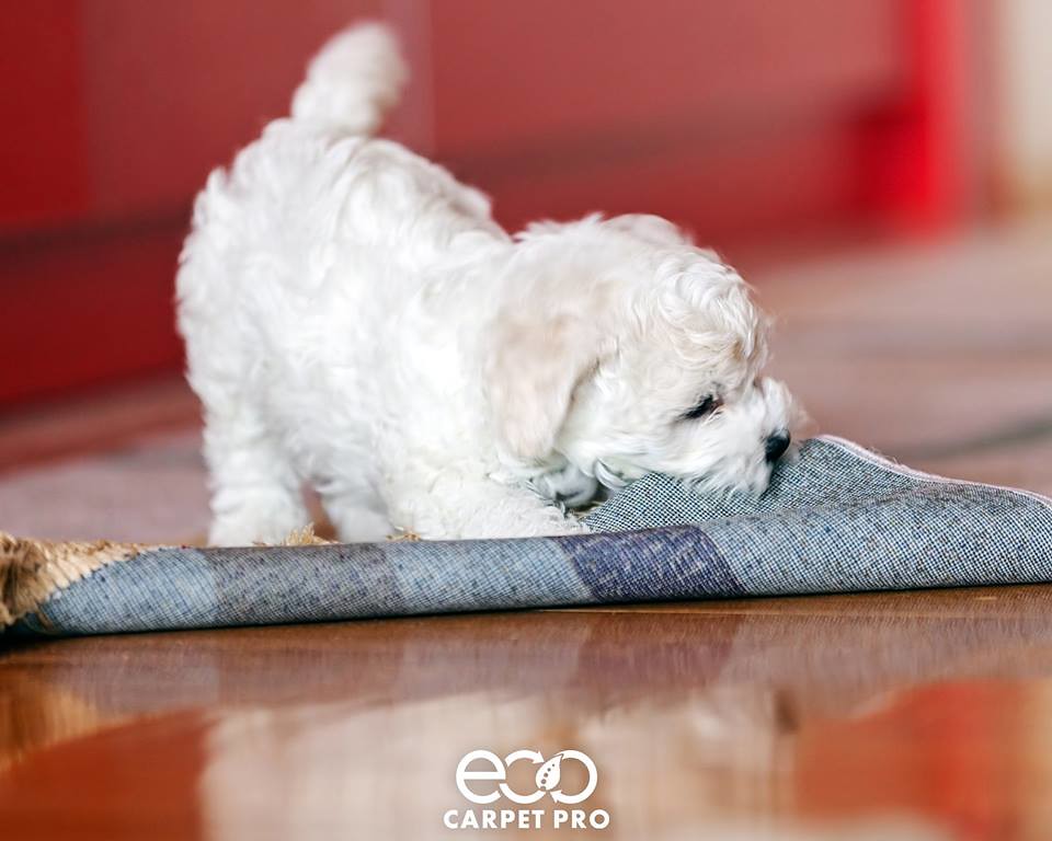 Carpet Cleaning Hampton VA A couple of weeks ago, my famil… Flickr