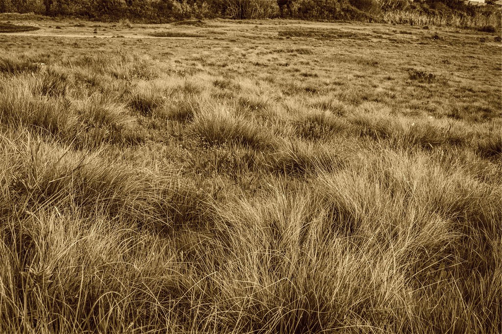Dry Grass Field Must Link to https//thoroughlyreviewed.… Flickr