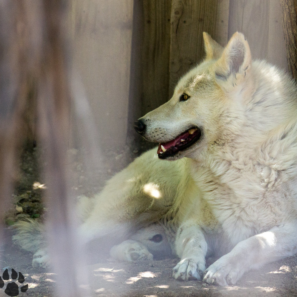 Wolfish The Austin Zoo has many wolf hybrids in its care. … Flickr
