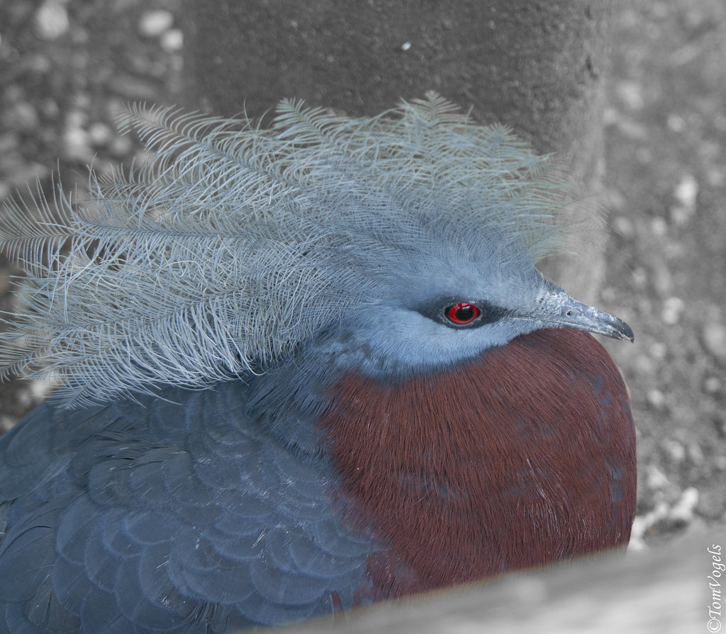 Blue bird with red eyes! Tom Vogels Flickr