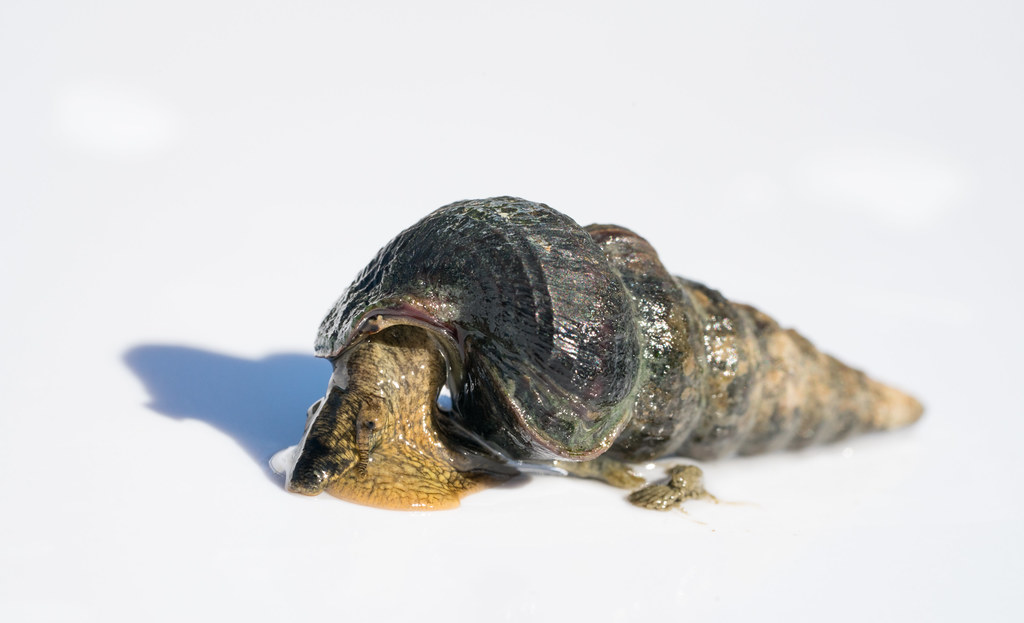 California horn snail (Cerithideopsis californica). Haywa… Flickr