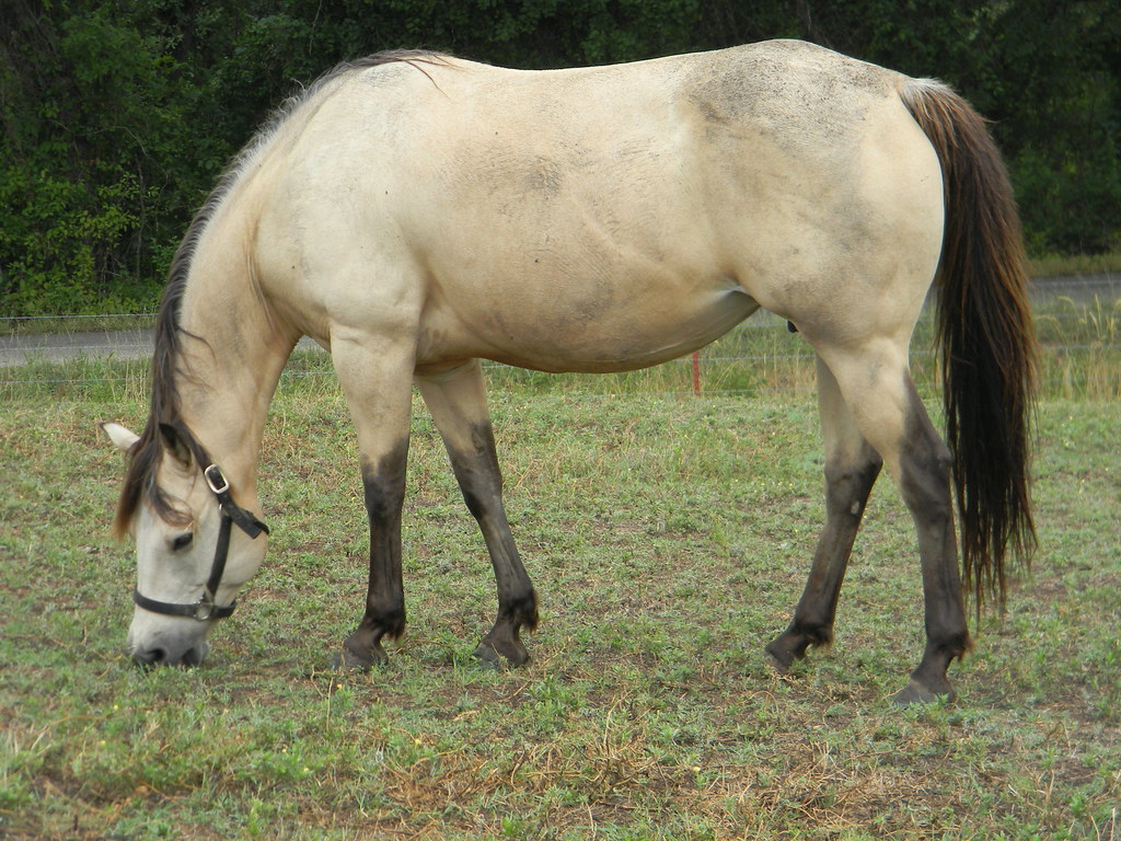 Buckskin Mare in Foal (4) Flickr