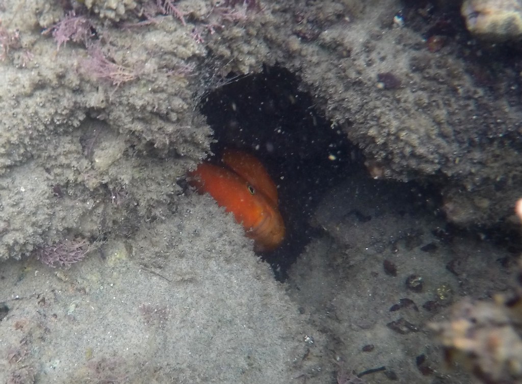 Garibaldi Del Mar Jetty, Camp Pendelton, CA Alex Bairstow Flickr