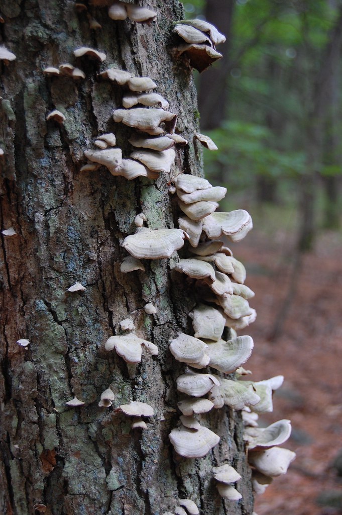 Shelf mushrooms Waltham, MA. by Emily T. Starr, CLF volunt