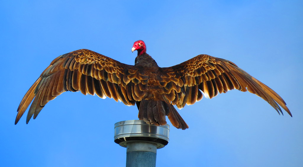 SpreadWinged Turkey Vulture Fascinating Bird Explore … Flickr
