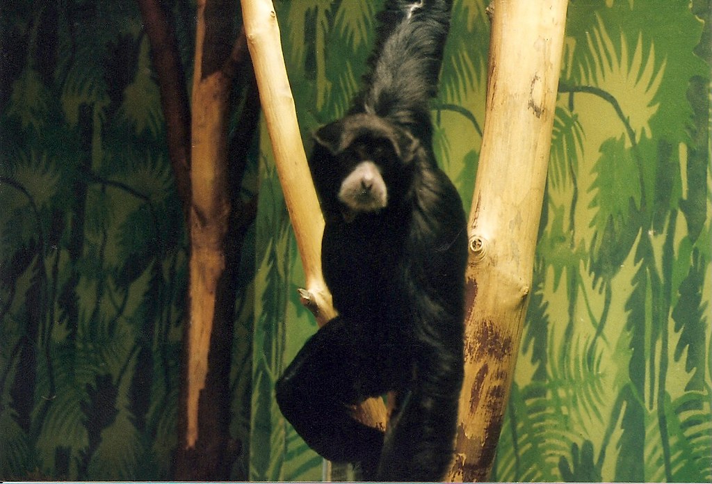 Park Zoo, 1993 a59rambler Flickr