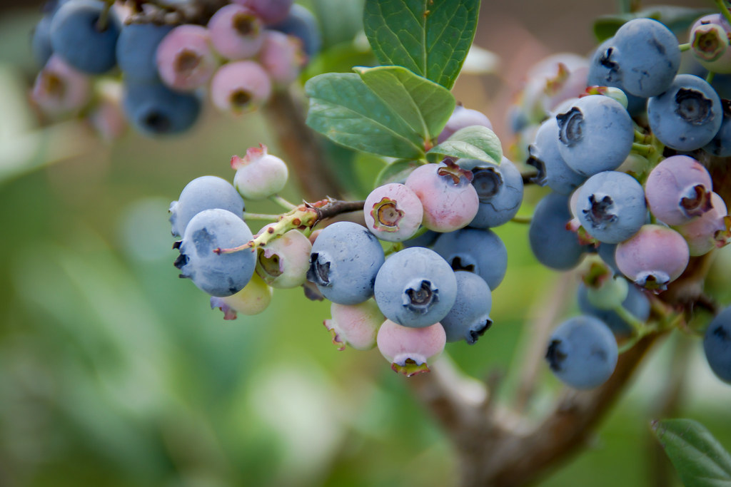 Blueberries 1 Andrew's Scenic Acres, Milton, Ontario H.B. Sim Flickr