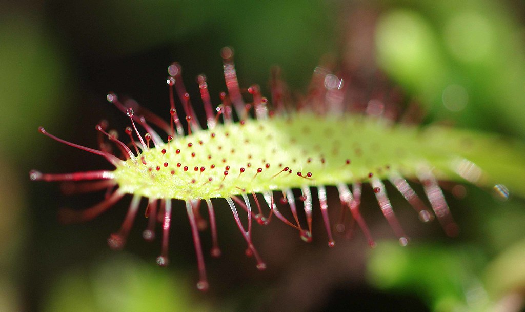 Insect Eating Plants I A short series of insect eating pla… Flickr