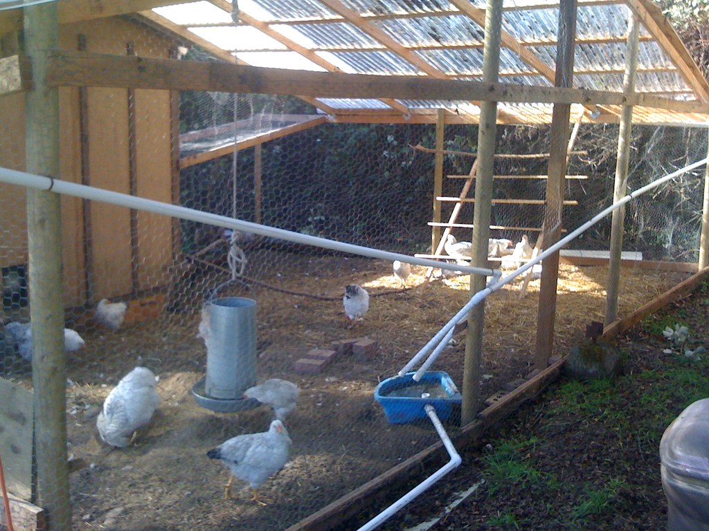 Chicken Coop Water Catchment Rain water is collected from … Flickr