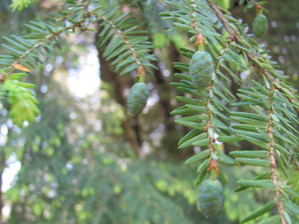 Grandview National Park Grandview National Park May 2012 w… Flickr