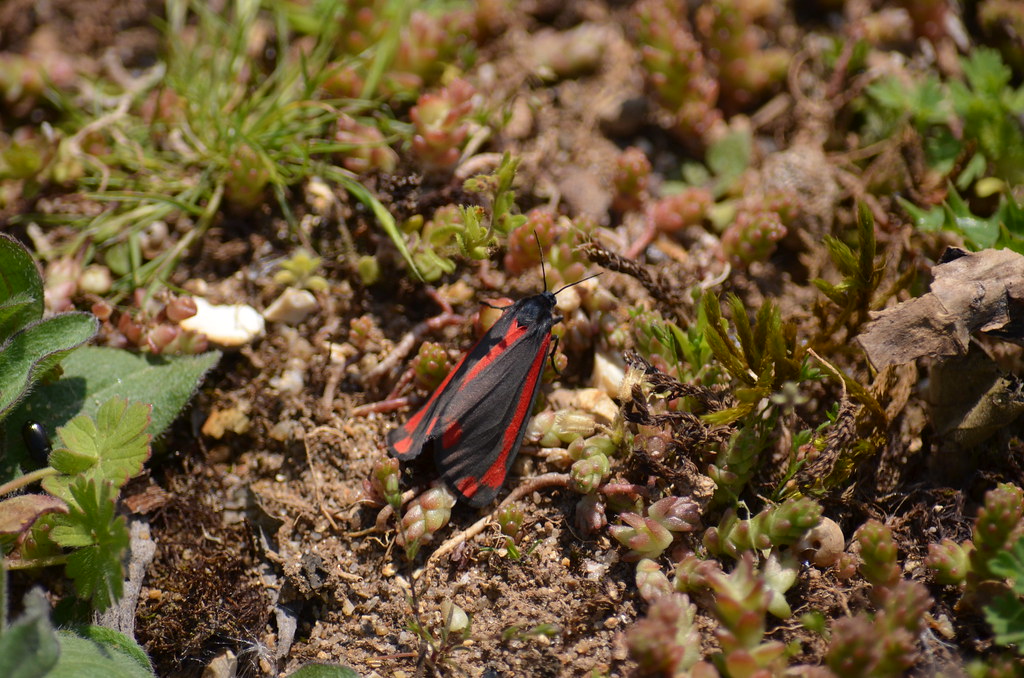 DSC_3786 Little Paxton Lakes maddsox Flickr