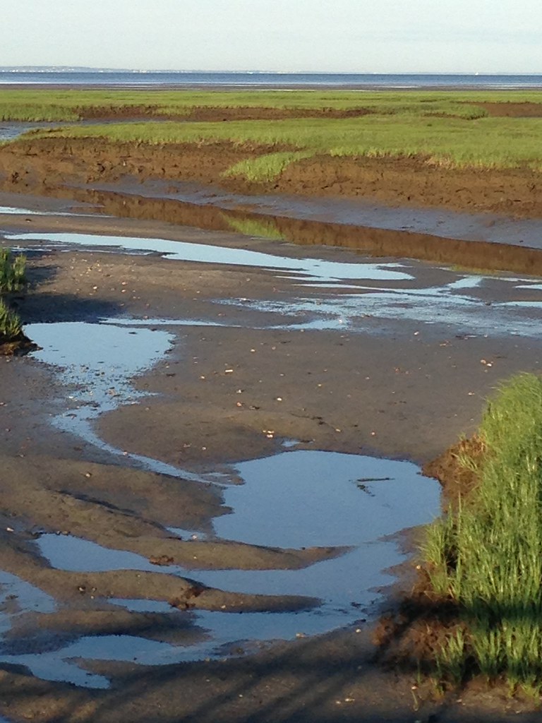 Tidal flats Wellfleet Plant Design Online Flickr