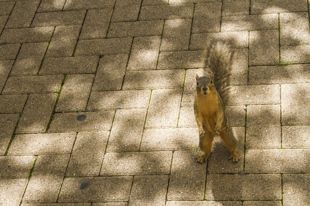 ardilla2_7D_5131 Ignacio Godinez Flickr