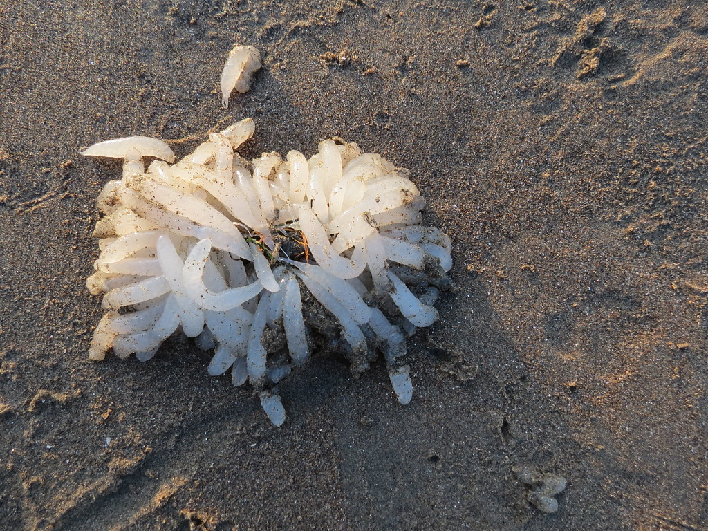 A mass of squid egg cases at Ocean Beach San Francisco Flickr