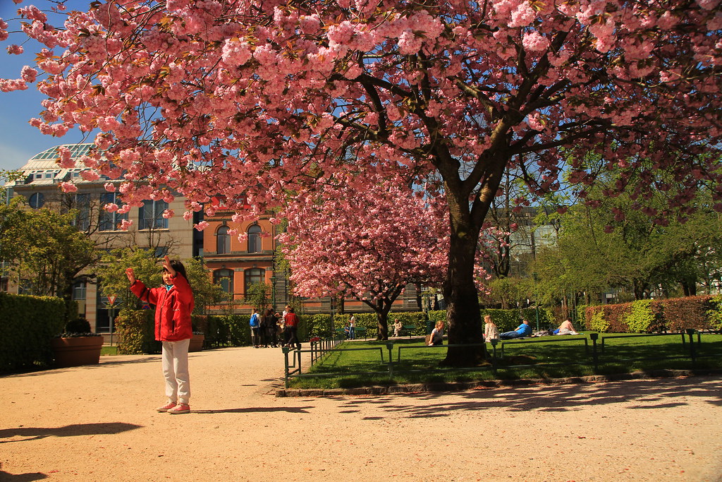 Cherry blossom city of Bergen Jens Rongved Flickr