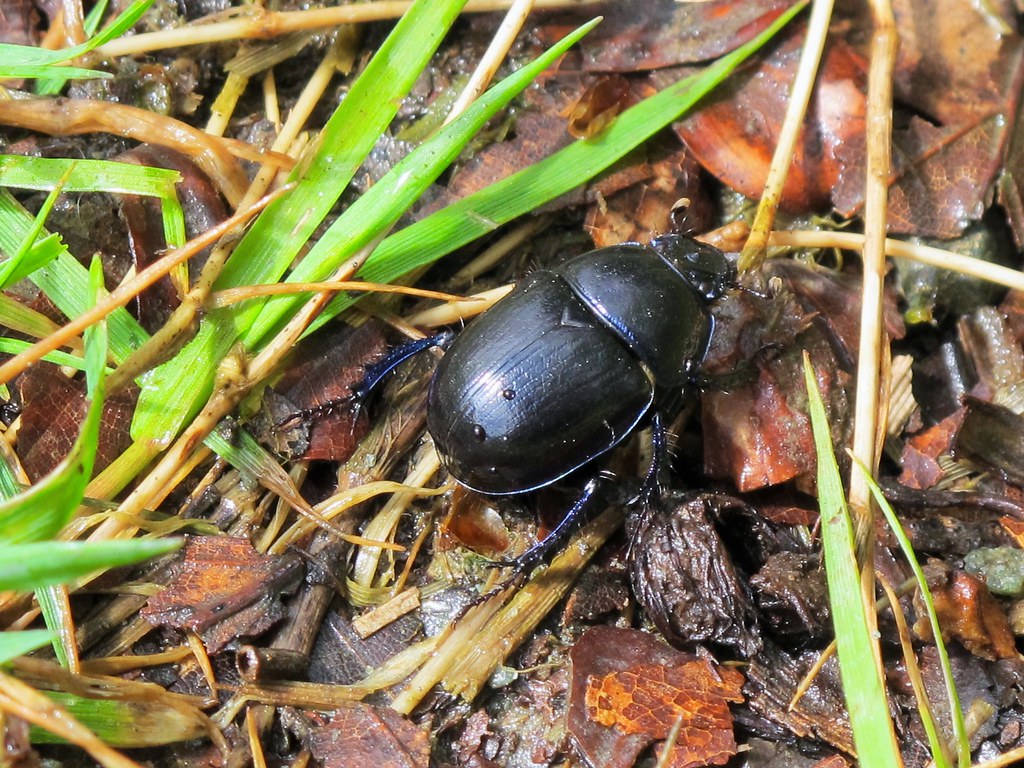Dora the Explorer A Dor Beetle (type of Dung Beetle) trund… Flickr