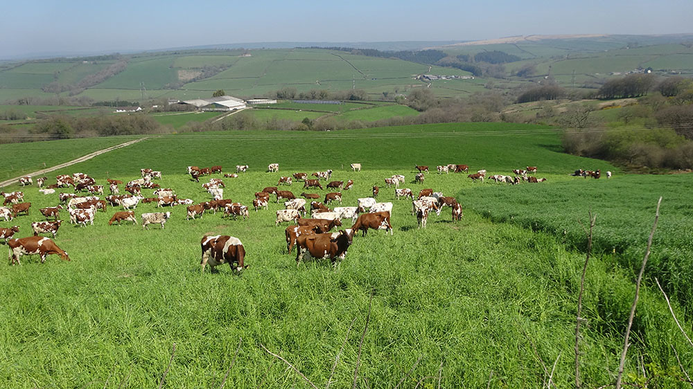 Ayrshire herd at Hilltown Farm in ryecorn 0000027 Sally Clarke Flickr