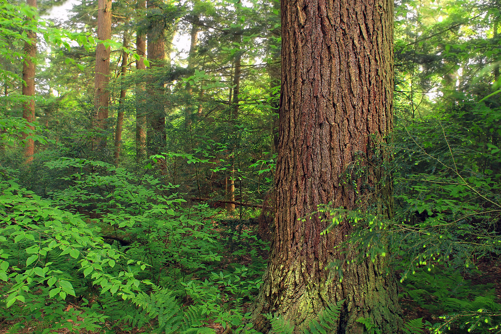 Hearts Content Scenic Area (12) Oldgrowth forest, Warren … Flickr